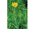 Downy Sunflower - Arkansas River Valley Ecotype