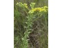 Rigid Goldenrod - Arkansas Ozark Region Ecotype