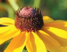 Blackeyed Susan - Cherokee National Forest Collection