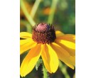 Blackeyed Susan - Cherokee National Forest Collection