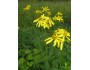Large Coreopsis - Cherokee National Forest Collection