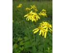 Large Coreopsis - Cherokee National Forest Collection