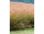 Indian Grass - Cherokee National Forest Collection