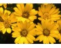 Maryland Golden Aster - Cherokee National Forest Collection