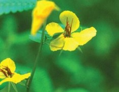 Partridge Pea - Cherokee National Forest Collection