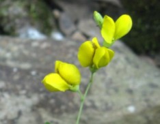 Yellow Wild Indigo - Cherokee National Forest Collection