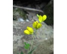 Yellow Wild Indigo - Cherokee National Forest Collection