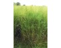 Switchgrass - Arkansas Grand Prairie Ecotype