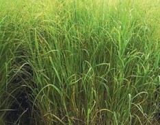 Switchgrass - Arkansas Grand Prairie Ecotype