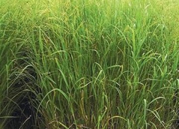 Switchgrass - Arkansas Grand Prairie Ecotype