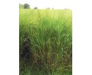 Switchgrass - Arkansas Grand Prairie Ecotype