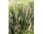 June Grass