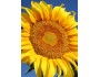 Gray Stripe Sunflower