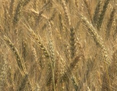 Egyptian Wheat