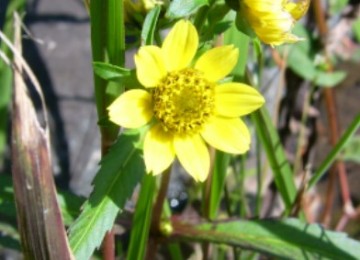 Nodding Bur Marigold