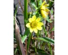 Nodding Bur Marigold