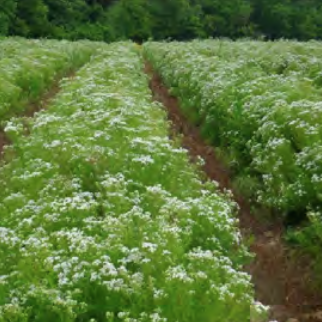 Ecotype Production Slender Mountain Mint