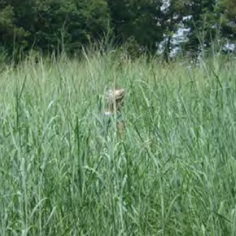 Ecotype Production Swamp Milkweed